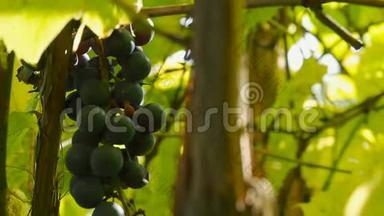 近景拍摄美丽的葡萄藤和成熟的葡萄对<strong>抗日</strong>落